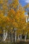 Golden Aspen on Casper Mountain Wyoming