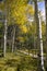 Golden Aspen on Casper Mountain Wyoming