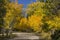 Golden Aspen on Casper Mountain Wyoming