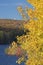 Golden aspen frames a tower at West Hartford Reservoir, Connecticut.