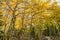 Golden Aspen Grove off the Glacier Gorge Trail