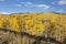 Golden Aspen Hillside