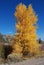Golden Aspen Tree in Autumn