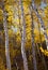 Golden Aspen Trees