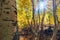 Golden aspen trees in the fall