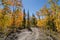 Golden Aspens Along the Bachelor Loop, Creede Colorado