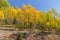 Golden Aspens Along the Bachelor Loop, Creede Colorado