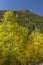 Golden Aspens below Lumpy Ridge