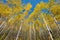 Golden aspens in the fall with bright blue sky bhind