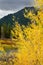 Golden Aspens on the Snake River