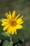 Golden Aster Daisy Like Yellow Wildflower