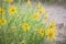 Golden Aster Heterotheca villosa Yellow Wildflowers In Colorado High Desert