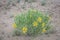 Golden Aster Heterotheca villosa Yellow Wildflowers In Colorado High Desert