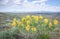 Golden Aster Heterotheca villosa Yellow Wildflowers In Colorado High Desert