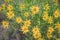 Golden Aster Heterotheca villosa Yellow Wildflowers In Colorado High Desert