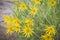 Golden Aster Heterotheca villosa Yellow Wildflowers In Colorado High Desert