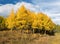 Golden Autumn Aspen Grove located within Rocky Mountain National Park, Colorado.