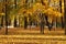 Golden autumn: autumn maples in the park with yellow leaves, illuminated by the autumn sun, fallen autumn leaves on the grass,