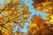 Golden autumn: background of various branches of maple trees