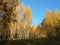 Golden autumn in birches grow.