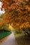 Golden autumn in city park, seasonal landscape, beautiful nature, Time for romantic walking. Tree alley in fall background