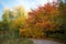 Golden autumn in city park, seasonal landscape, beautiful nature, Time for romantic walking. Tree alley in fall background