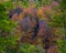 Golden autumn colors in the Beech Forests of Irati, Navarra