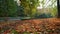 Golden autumn in famous Munich relax place - Englishgarten English garden with fallen leaves. Munchen, Bavaria, Germany