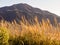 Golden autumn grass at Kusasenri Plateau inside Aso volcanic caldera