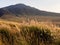 Golden autumn grass at Kusasenri Plateau inside Aso volcanic caldera