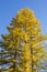 Golden autumn larch tree