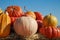 Golden autumn, large different pumpkins