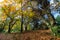 Golden autumn leaves in the Dandenong Ranges