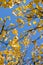 Golden autumn leaves hanging at