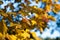 Golden Autumn Leaves with Sky Background