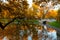 Golden autumn panorama of the pond and the bridge in the Mikhailovsky garden in SPb