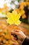 Golden autumn, red leafs. Fall, seasonal nature, beautiful foliage