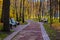 Golden autumn scene in the park, road with becnes