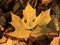 Golden autumn time. Large maple leaf with a painted smile is lying in a pile of yellow foliage in a city forest park