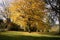 Golden autumn tree - arbre feuilles doree