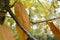 Golden autumnal leaves hanging on a tree