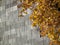 Golden autumnal tree leafs against grey stone wall