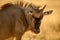 A golden back-lit close up portrait of a young wildebeest looking straight at the camera