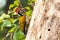 Golden back woodpecker at work.