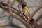 Golden-backed weaver