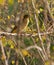 The Golden-backed Weaver