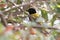 Golden-backed Weaver that hid in the bushes and peeps out of the