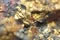 Golden background. Gold natural mineral. Macro