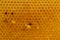 Golden background of honeycombs with glistening nectar. Bee honey in honeycombs.