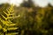 Golden backlit fern with blurred background